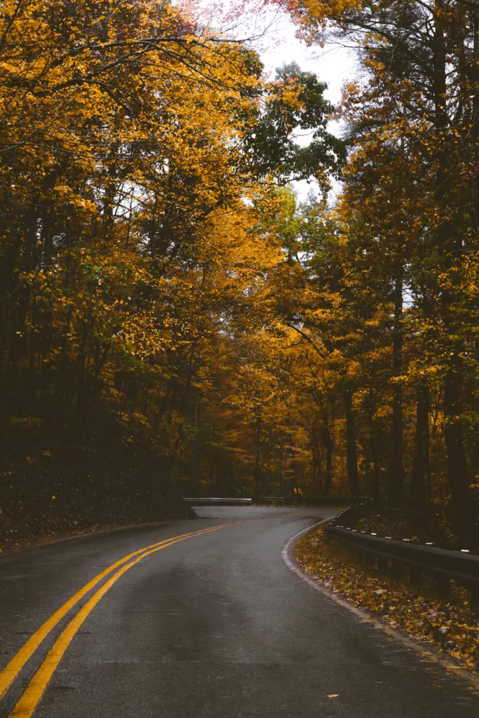 Winding Road In Ellijay, Ga In The Autumn